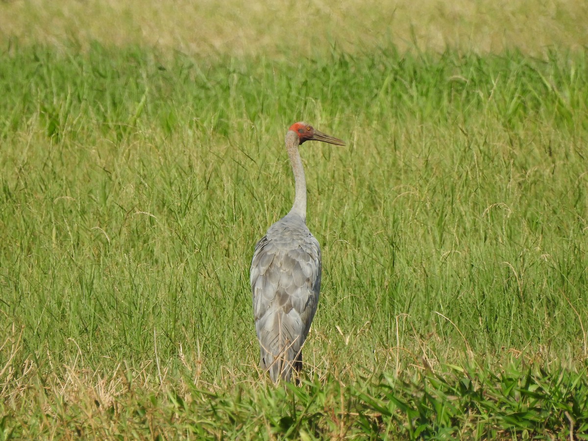 Brolga - ML644351411