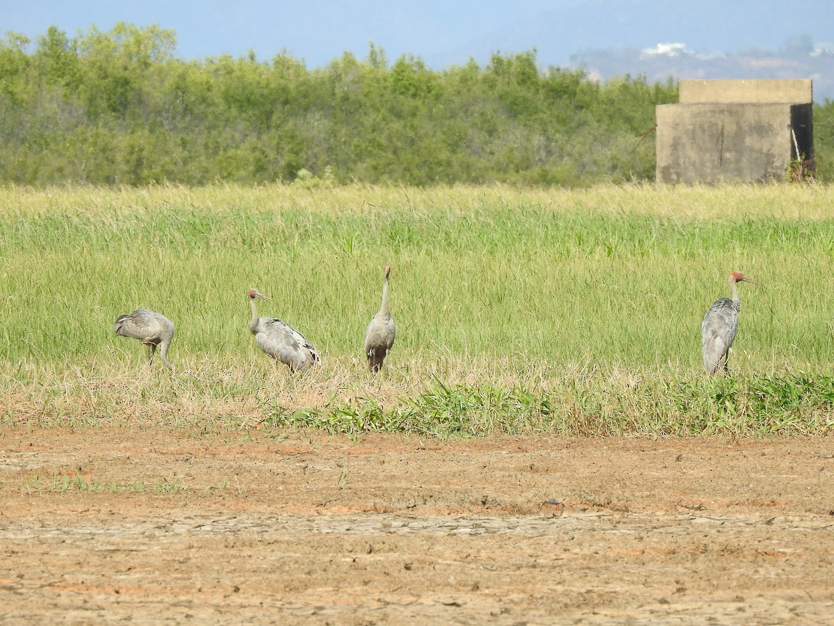 Brolga - ML644351412
