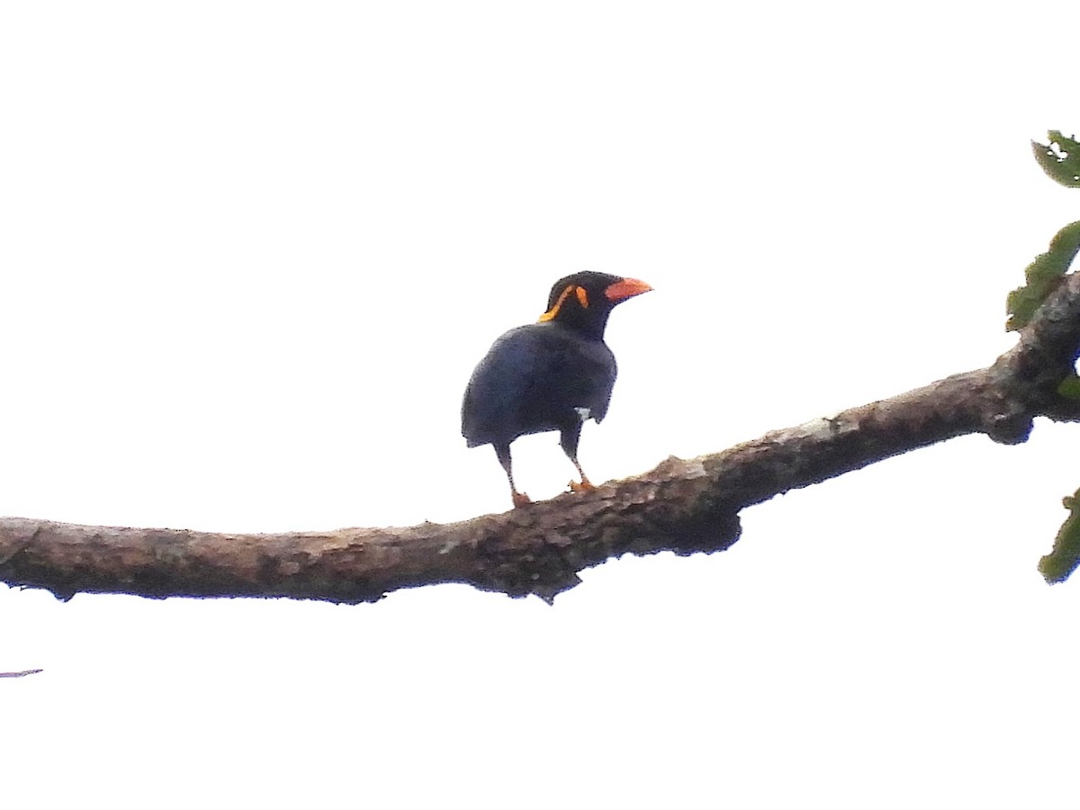 Common Hill Myna - ML644351423