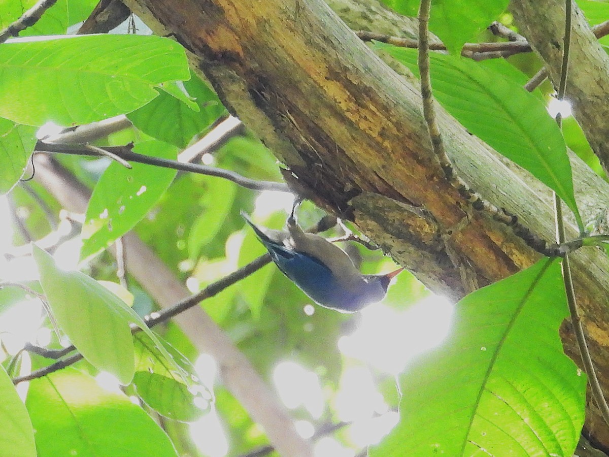 Velvet-fronted Nuthatch - ML644351434