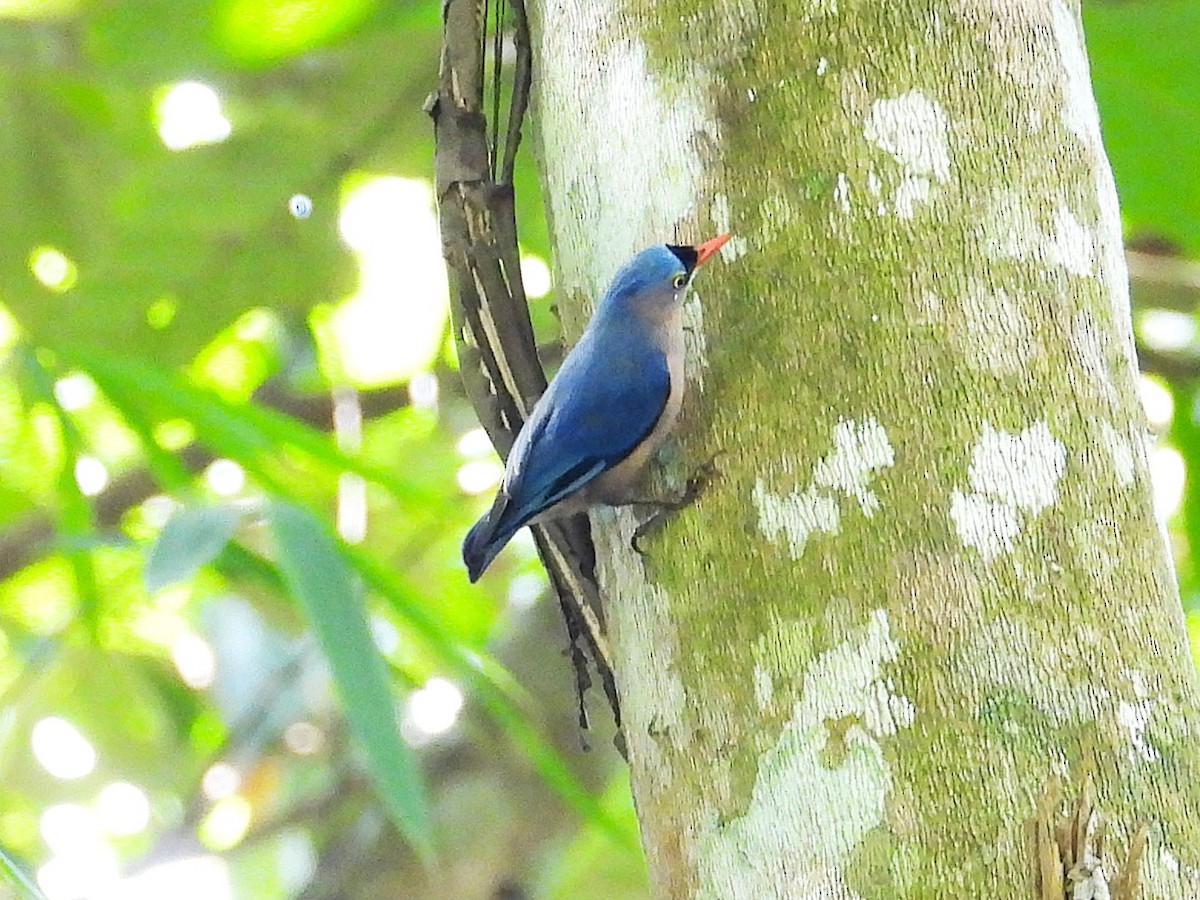 Velvet-fronted Nuthatch - ML644351435