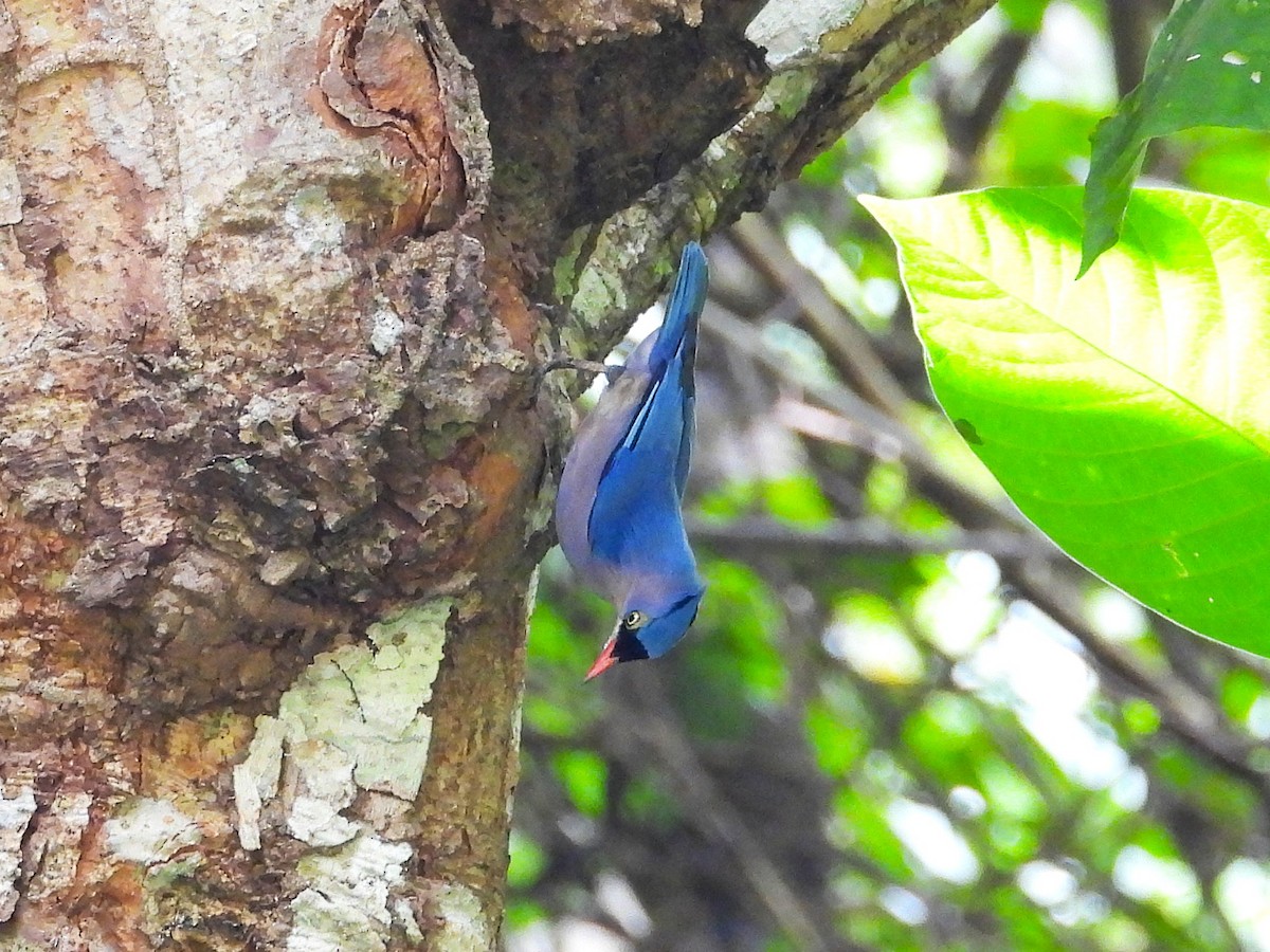 Velvet-fronted Nuthatch - ML644351436