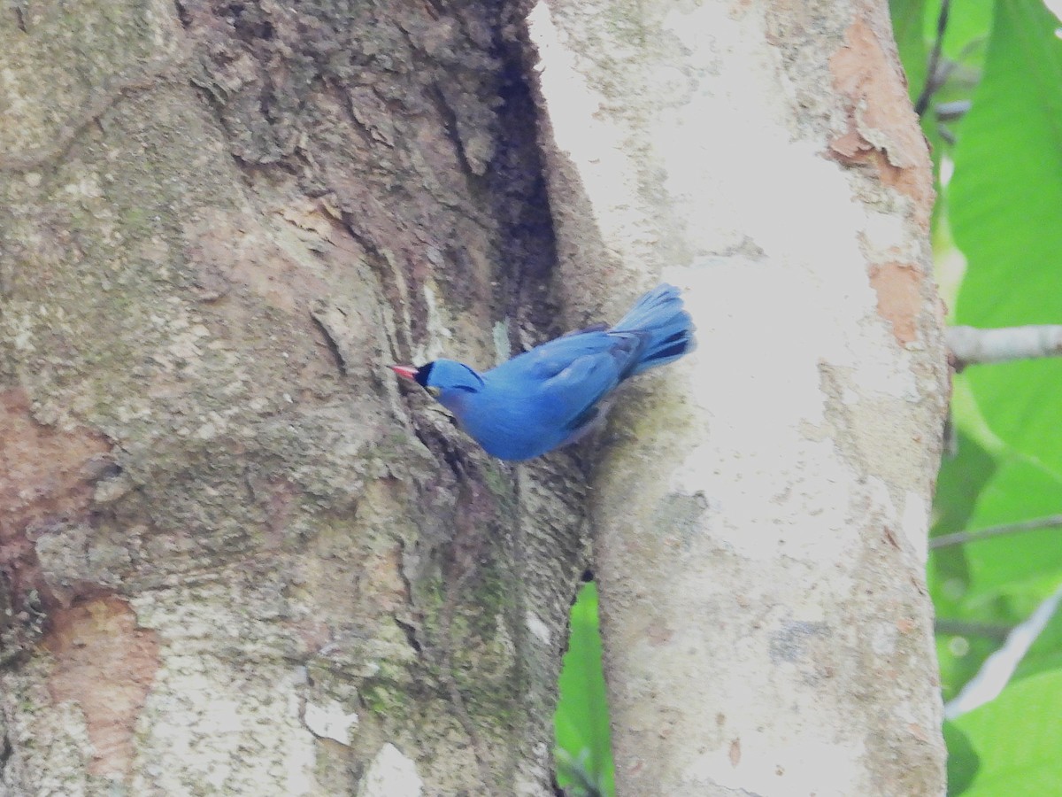 Velvet-fronted Nuthatch - ML644351437