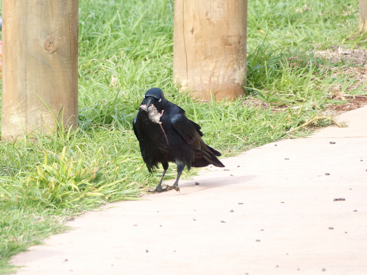 Torresian Crow - ML644351438