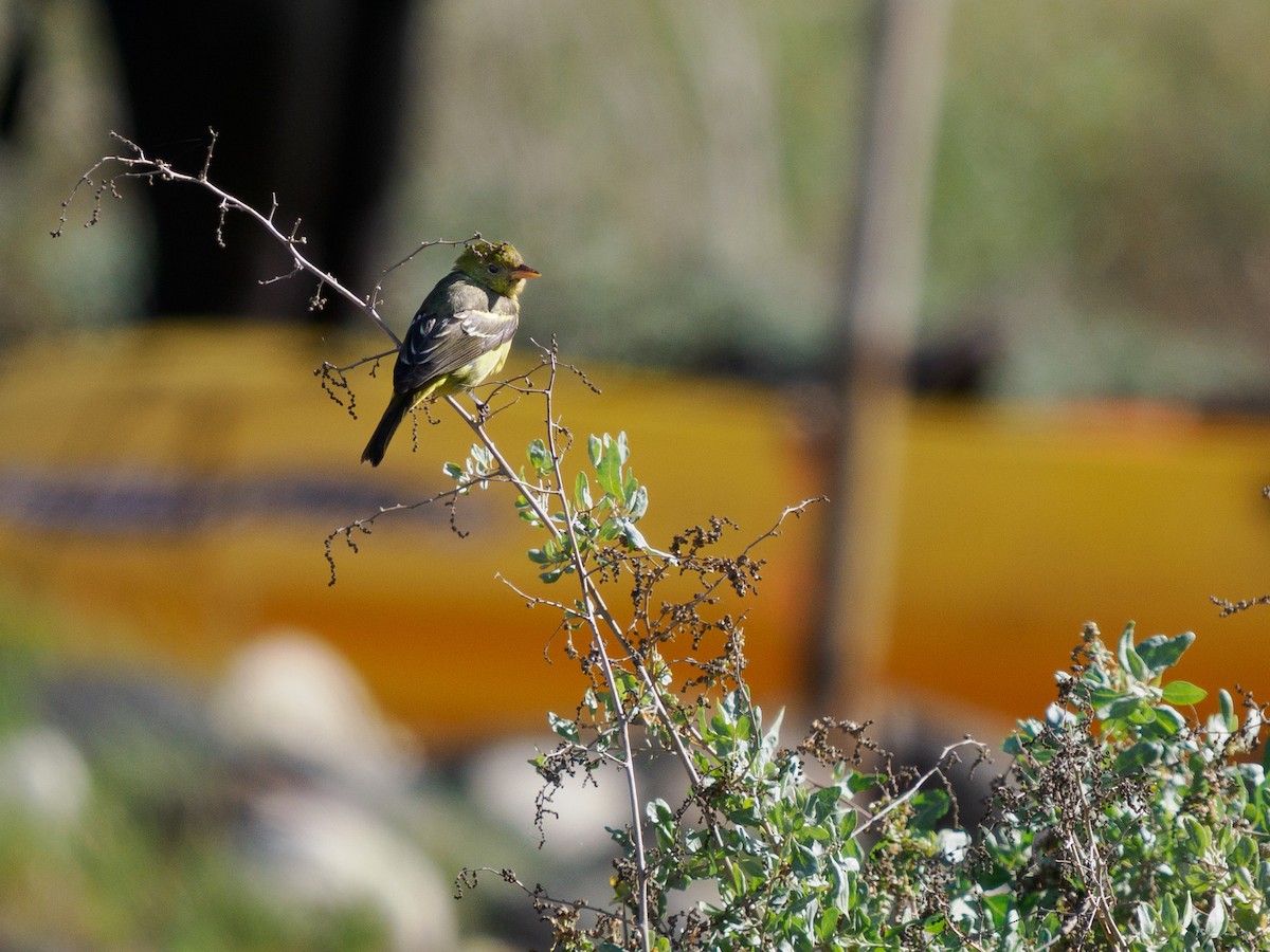 Western Tanager - ML644351442
