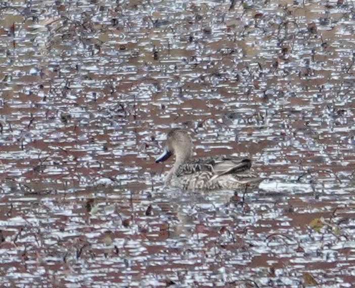 Northern Pintail - ML644351446