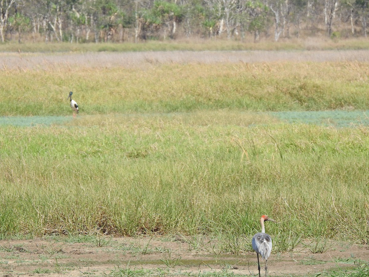 Brolga - ML644351447