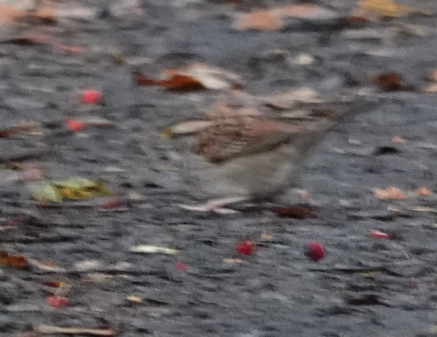 White-throated Sparrow - ML644351448