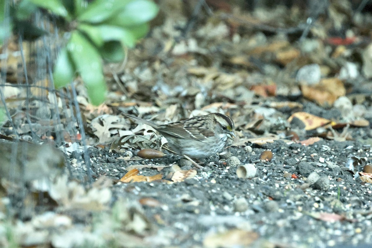 White-throated Sparrow - ML644351449