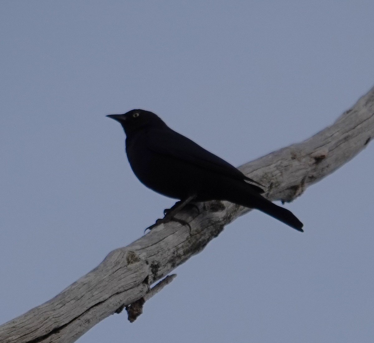 Brewer's Blackbird - ML644351450