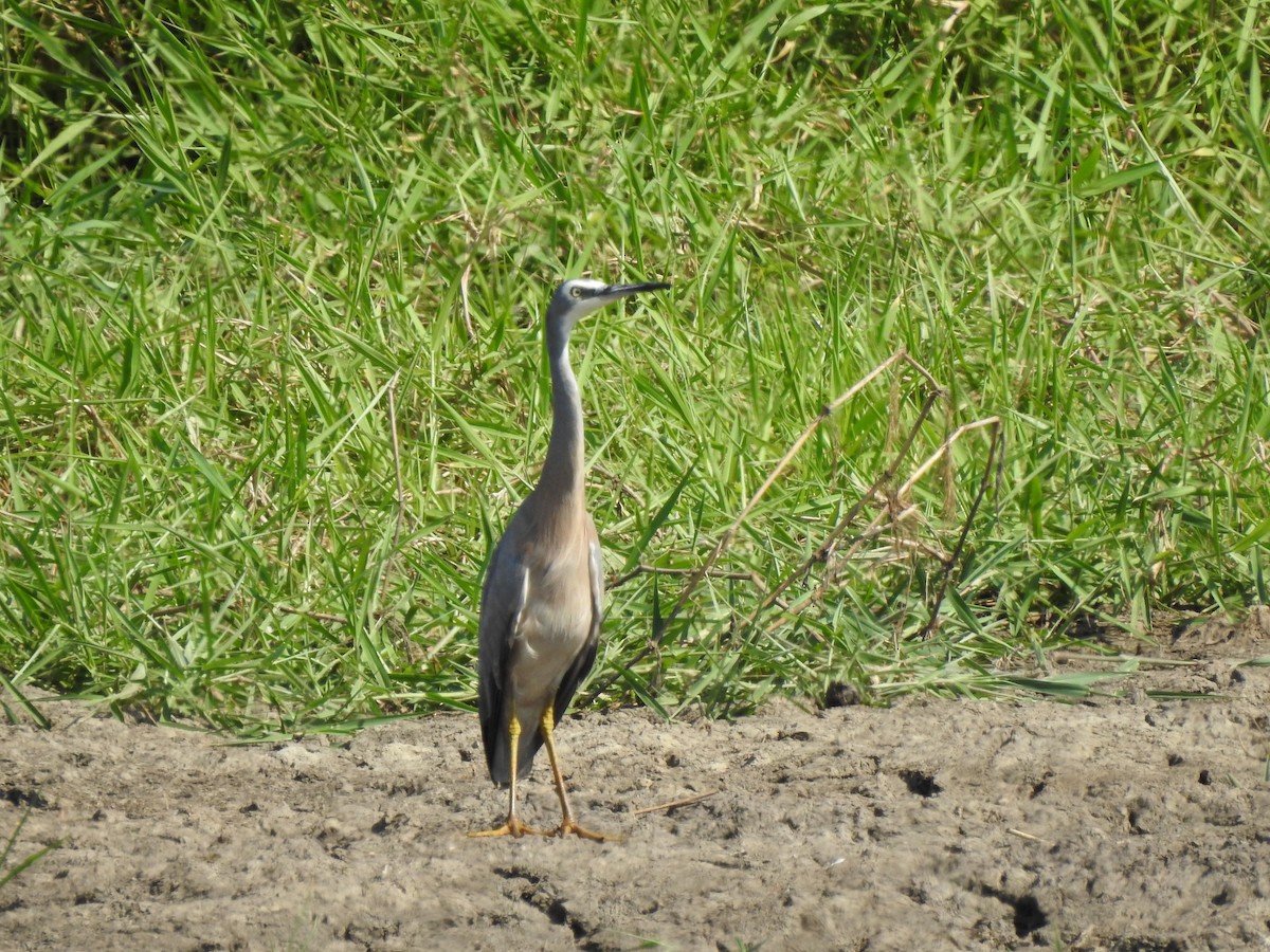 White-faced Heron - ML644351451
