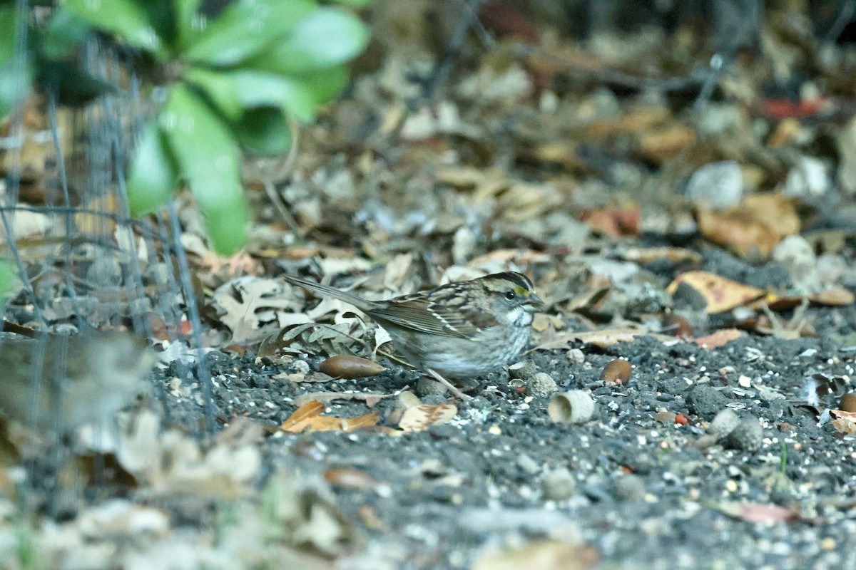 White-throated Sparrow - ML644351452