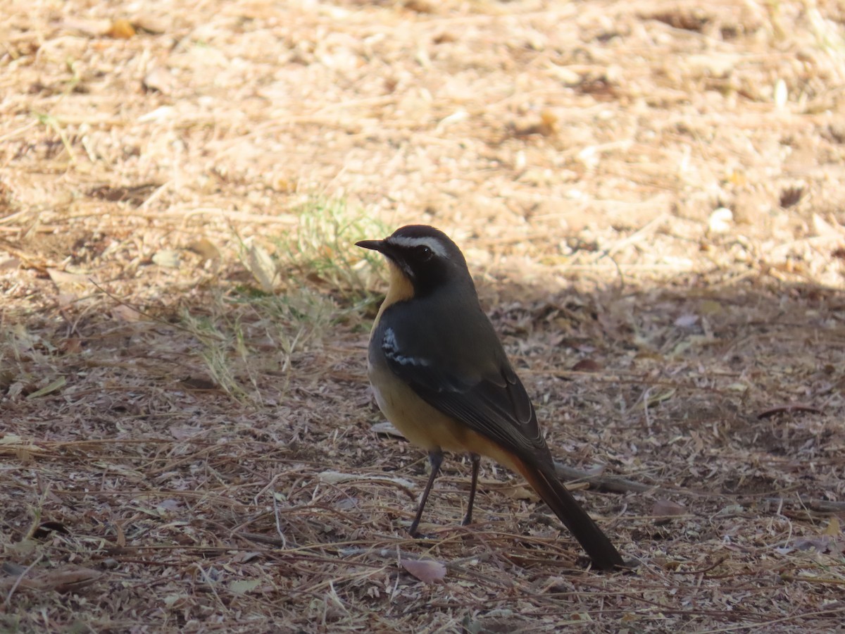 Cape Robin-Chat - ML644351455