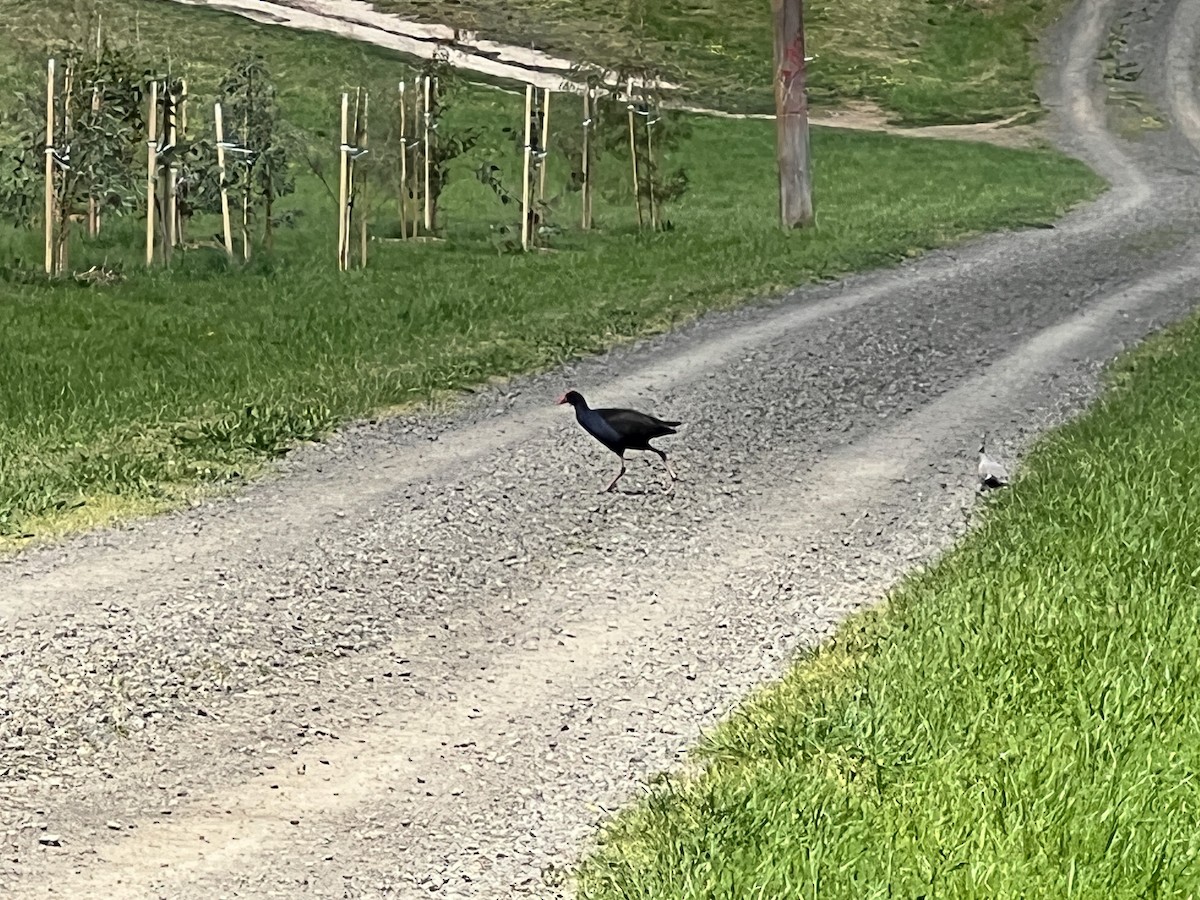 Australasian Swamphen - ML644351456