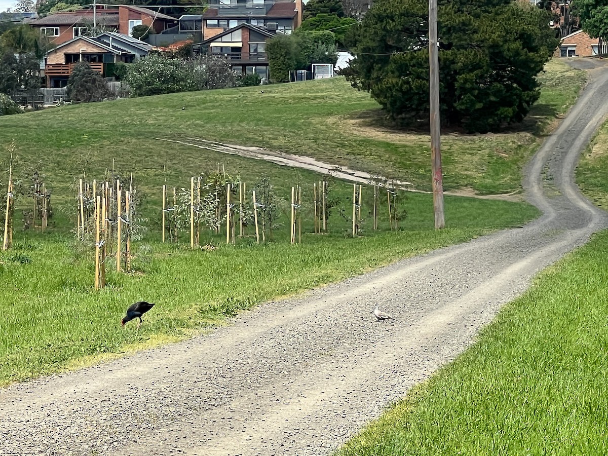 Australasian Swamphen - ML644351457