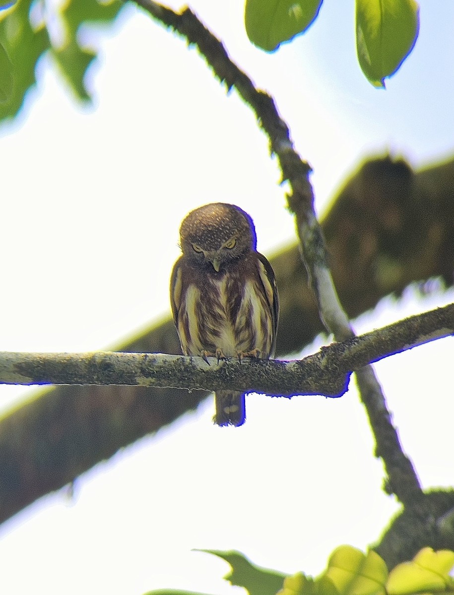 Central American Pygmy-Owl - ML644351458