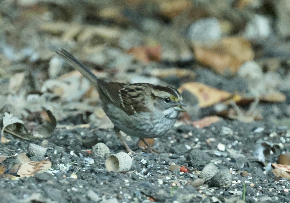 White-throated Sparrow - ML644351460