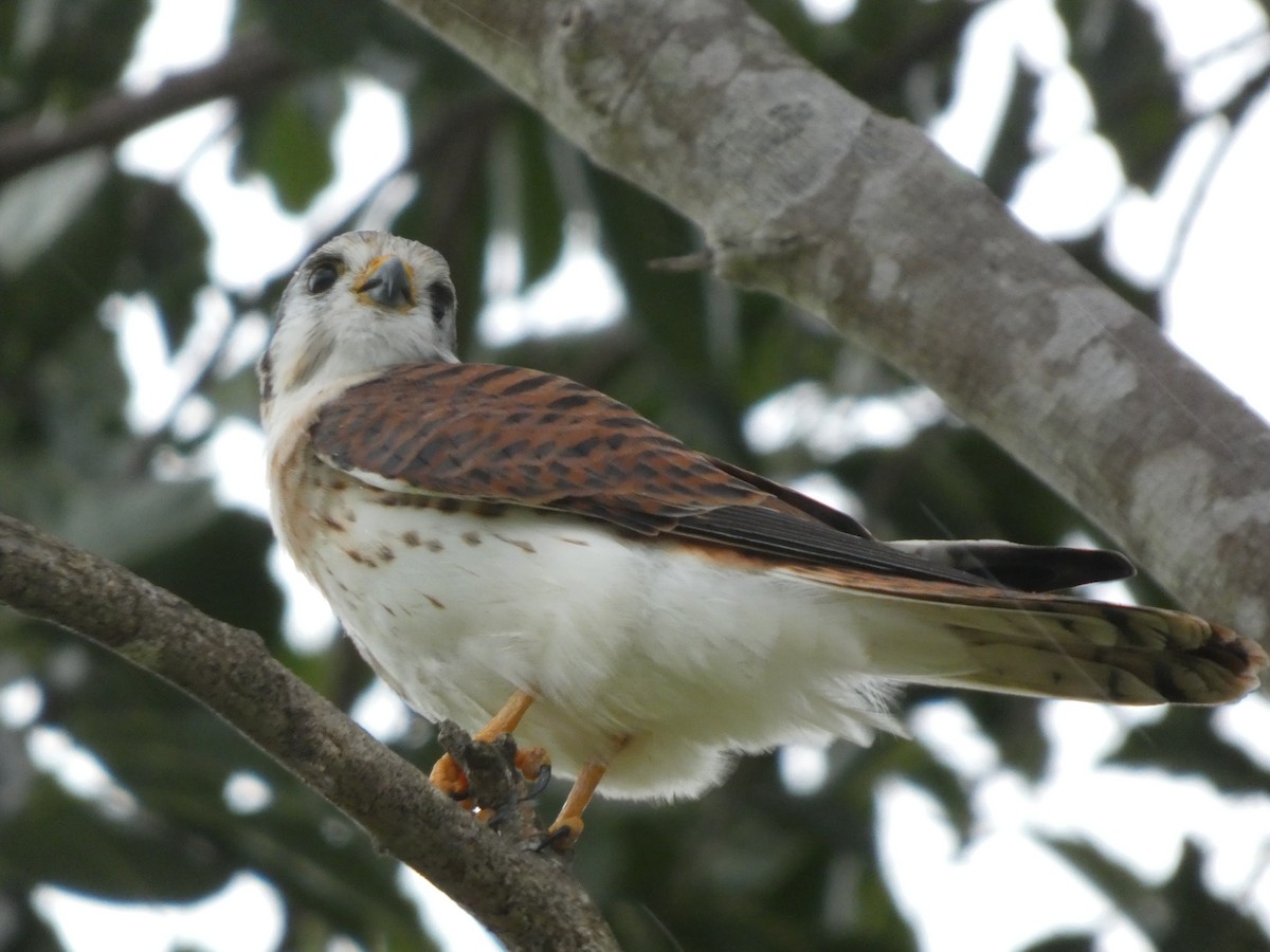 American Kestrel - ML644351461