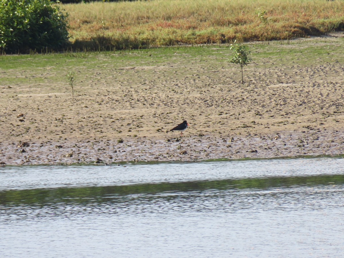 Pied Oystercatcher - ML644351462