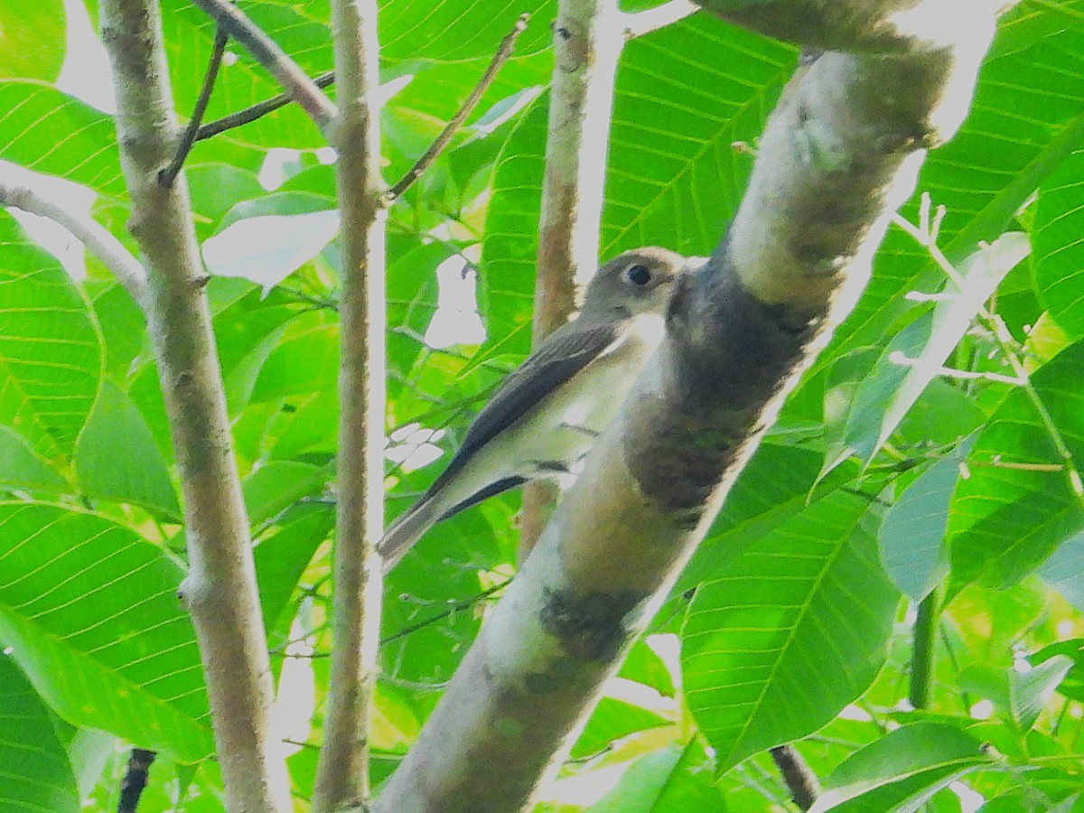 Asian Brown Flycatcher - ML644351463