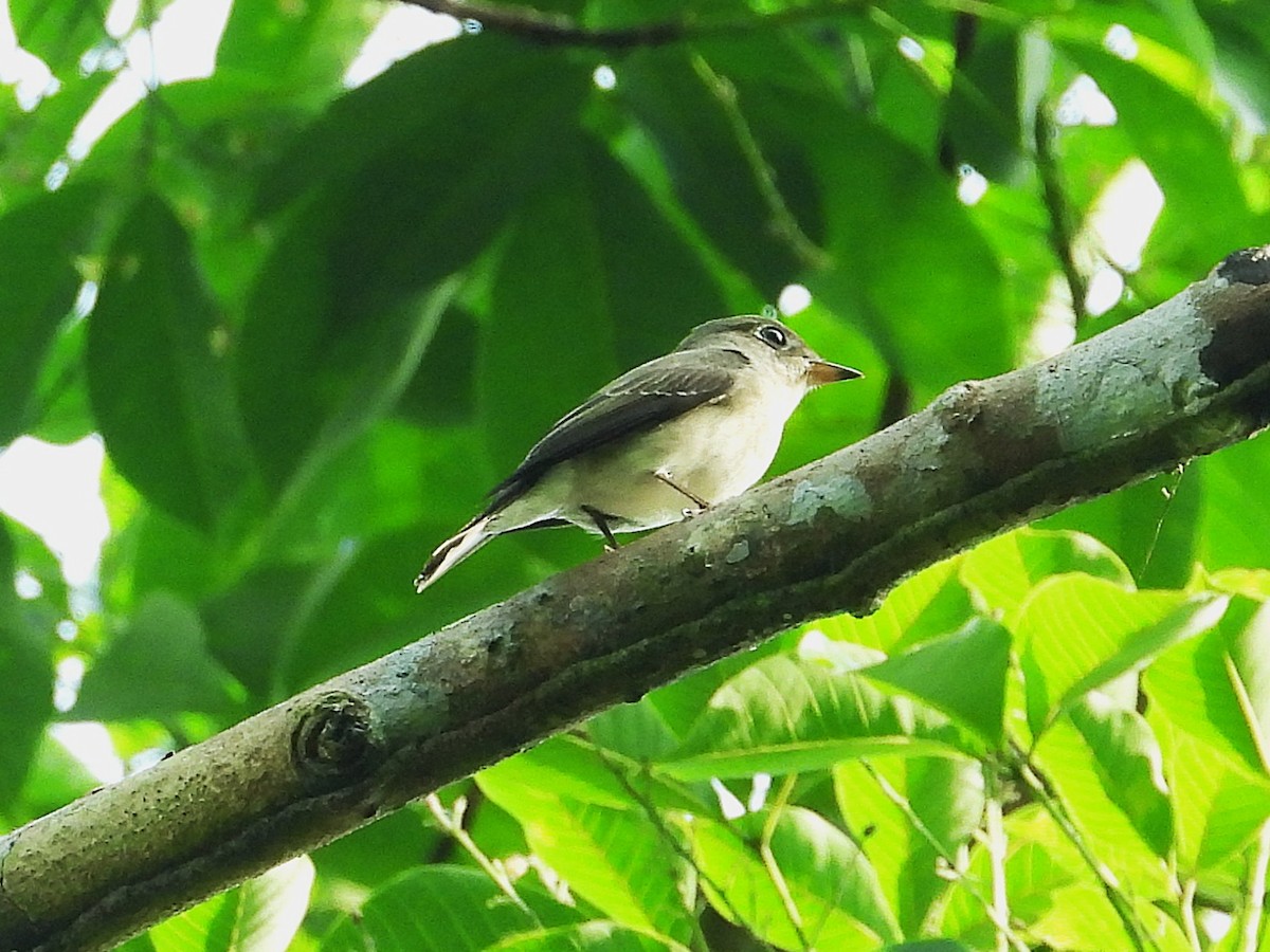 Asian Brown Flycatcher - ML644351464