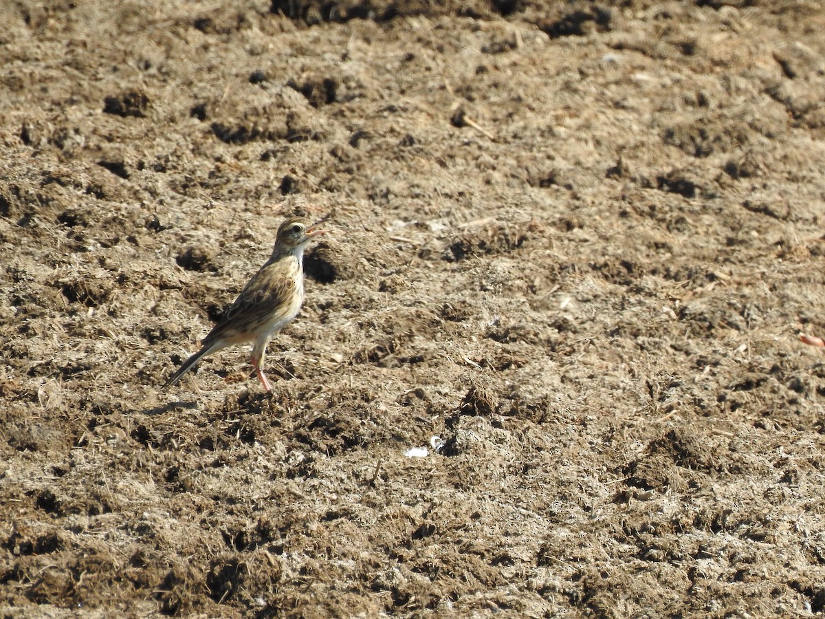 Australian Pipit - ML644351465