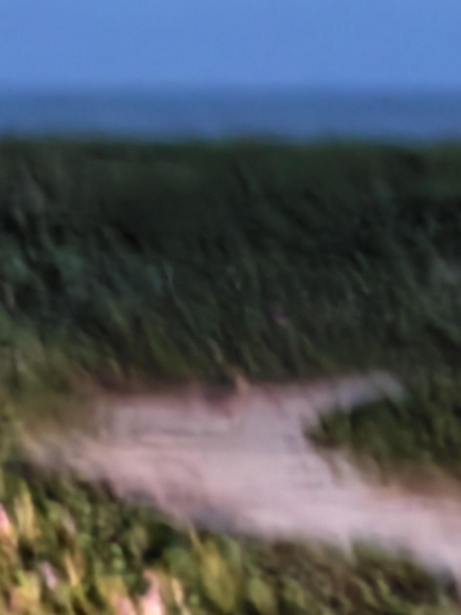 Indian Thick-knee - ML644351466