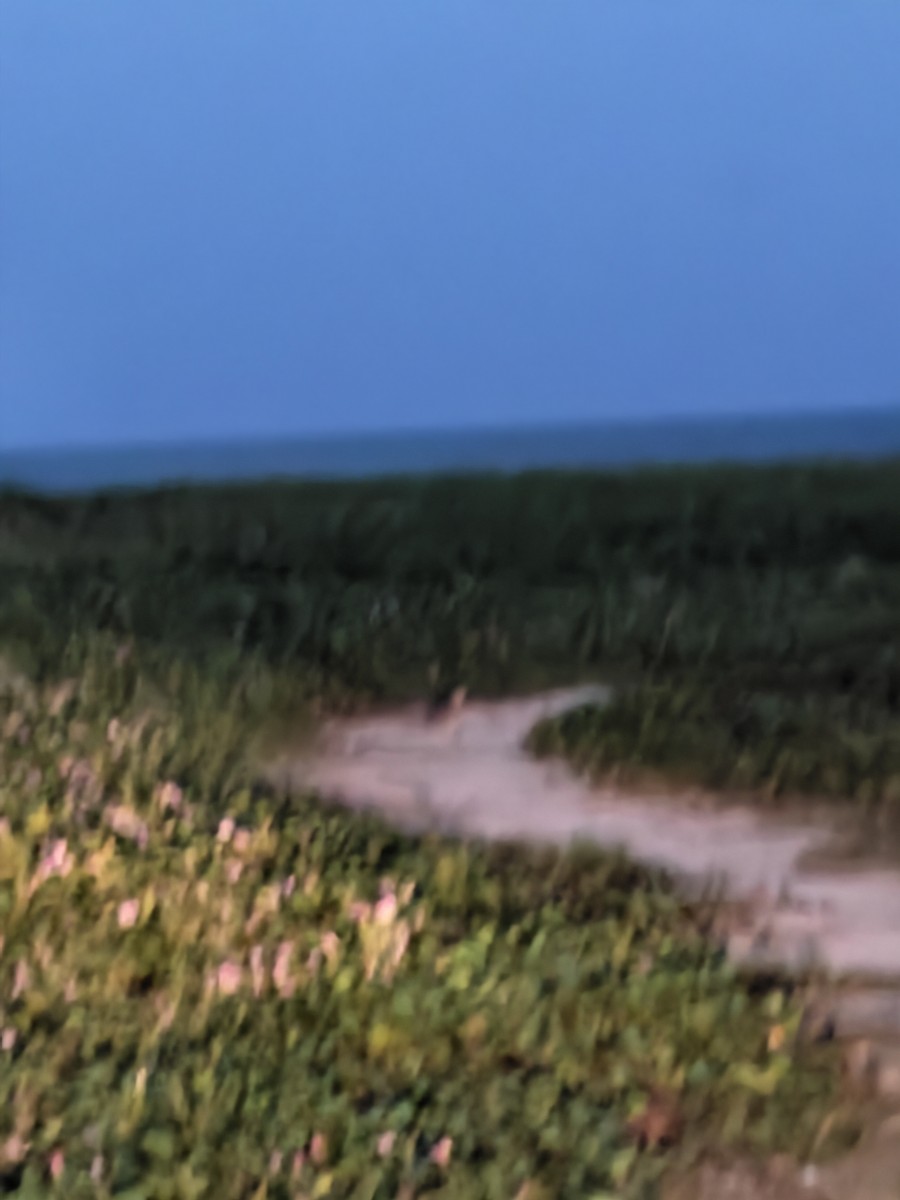 Indian Thick-knee - ML644351467