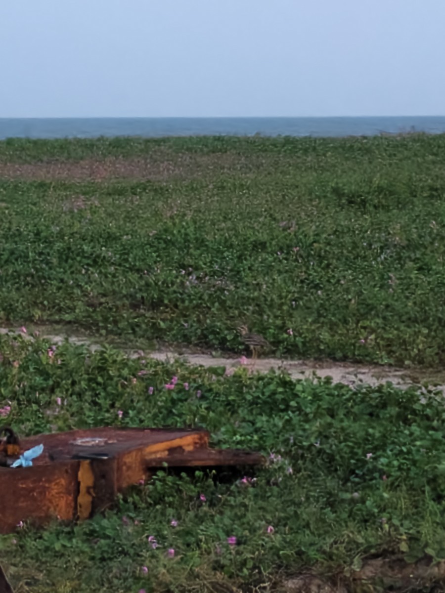 Indian Thick-knee - ML644351468