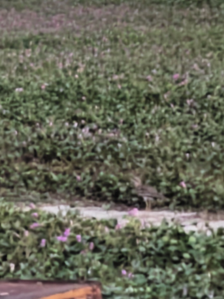 Indian Thick-knee - ML644351469