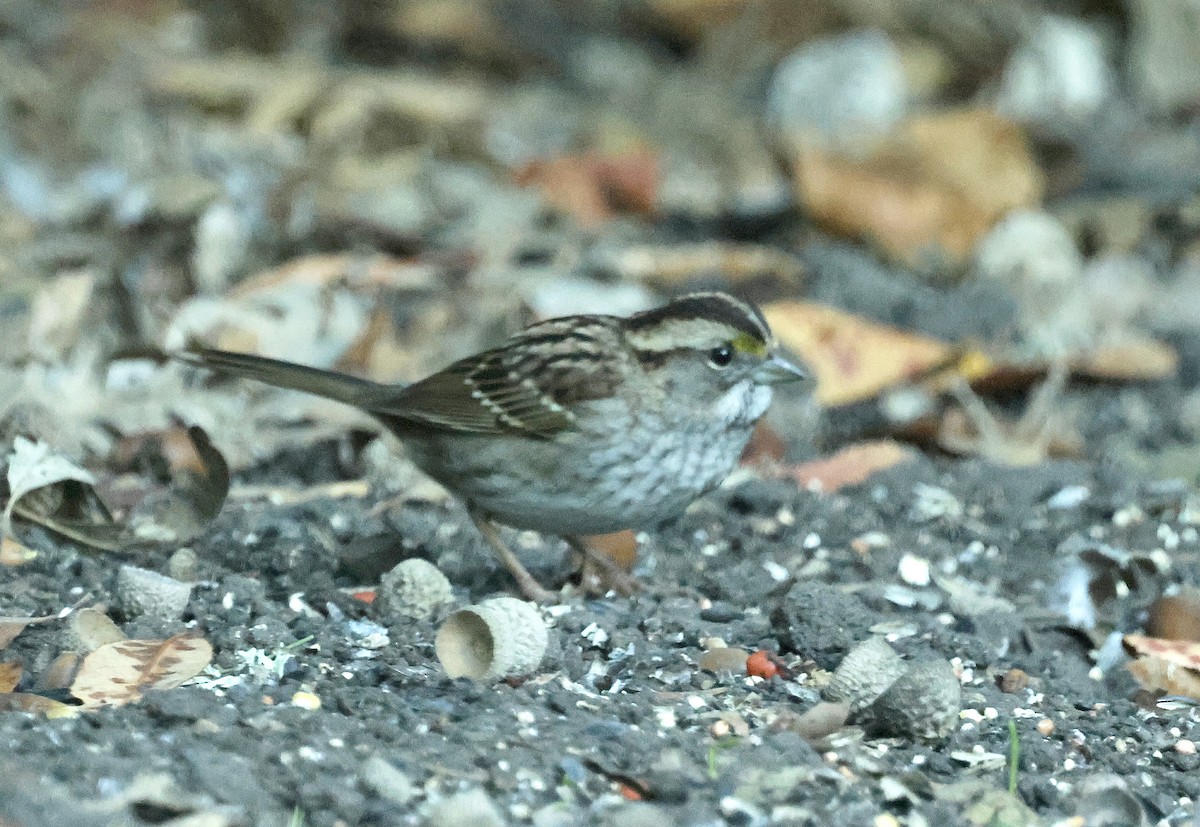 White-throated Sparrow - ML644351470