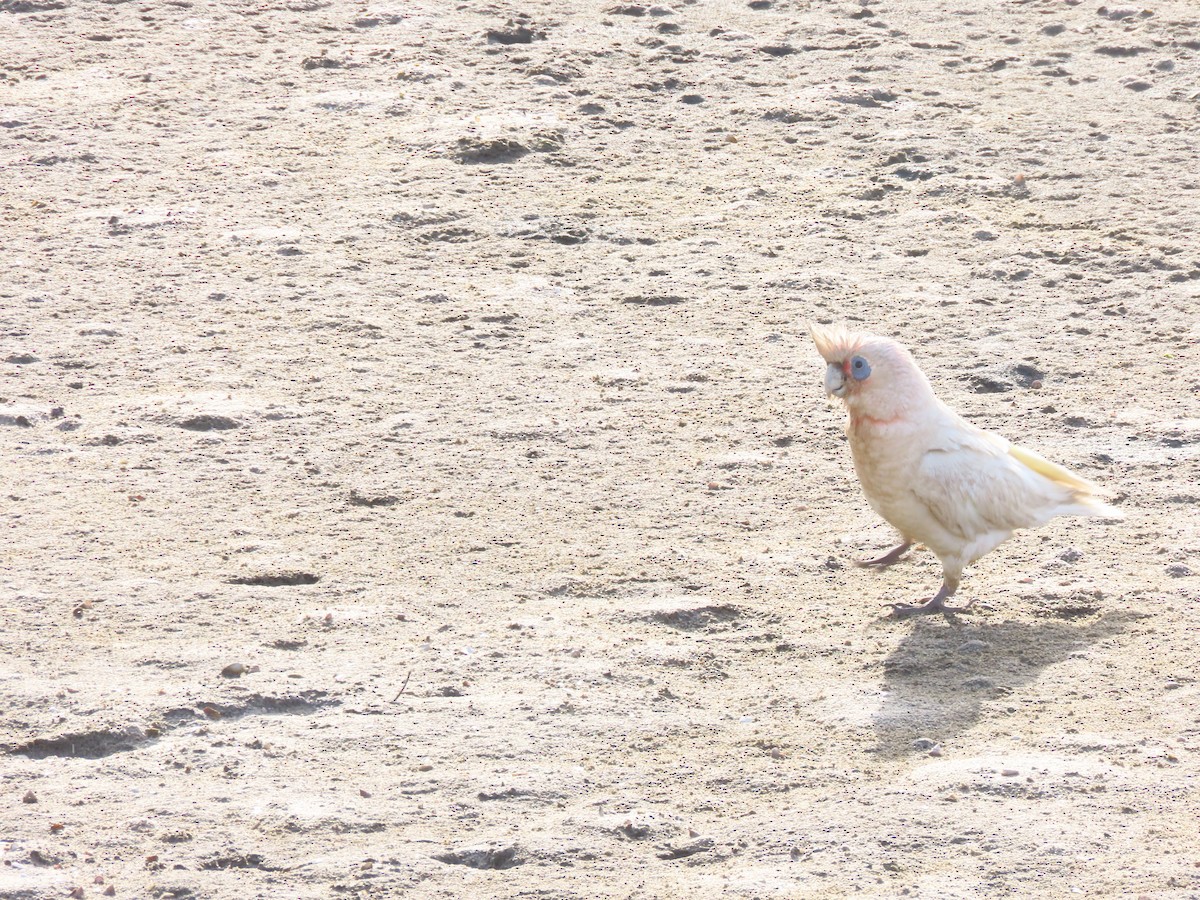 Little Corella - ML644351471