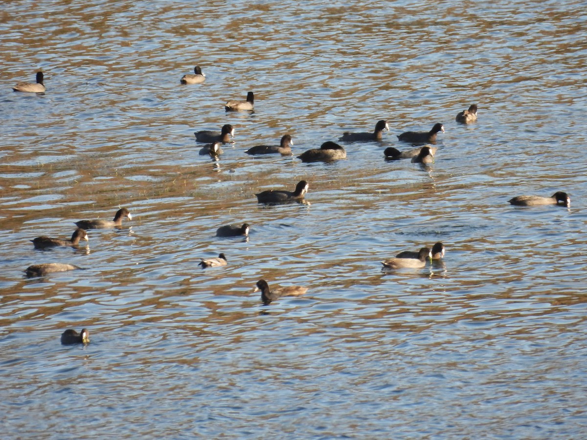 American Coot - ML644351472