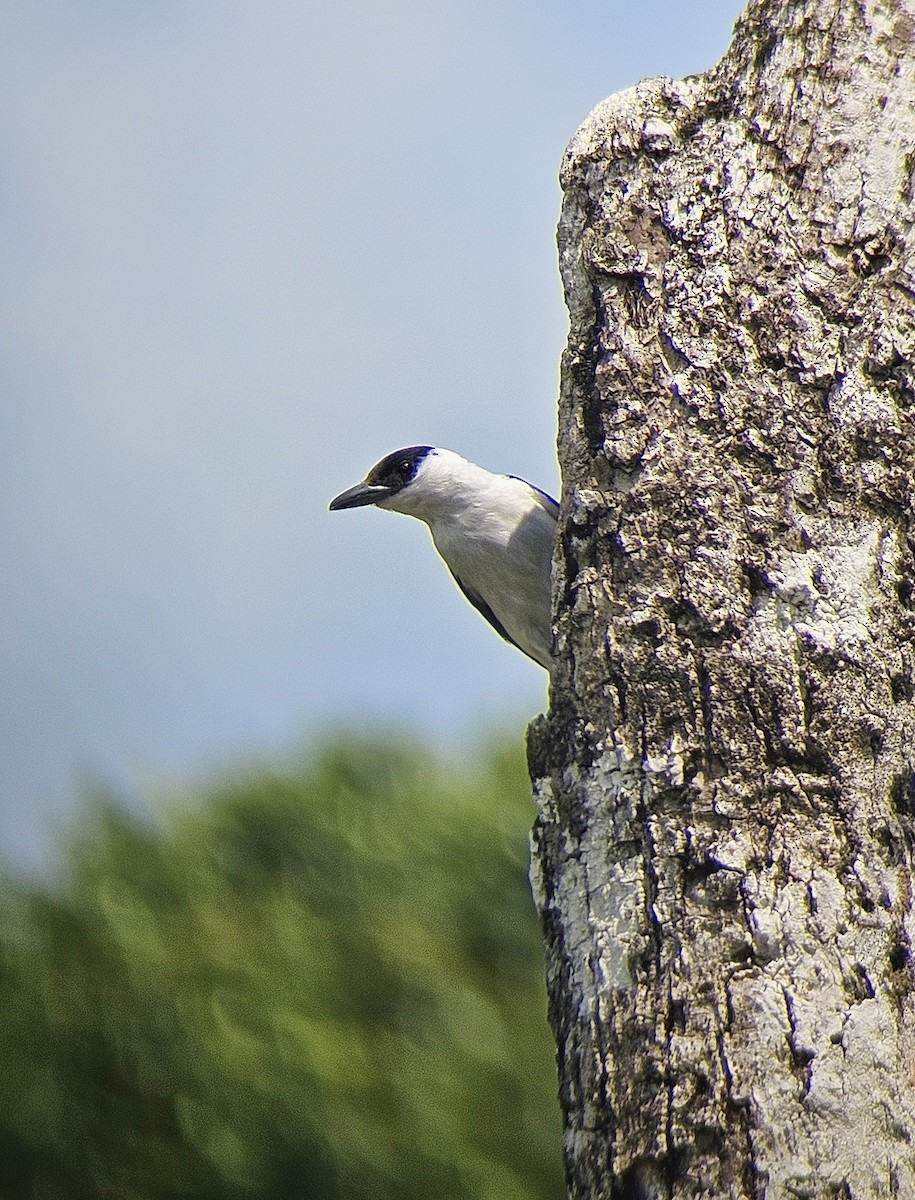 Black-crowned Tityra - ML644351473