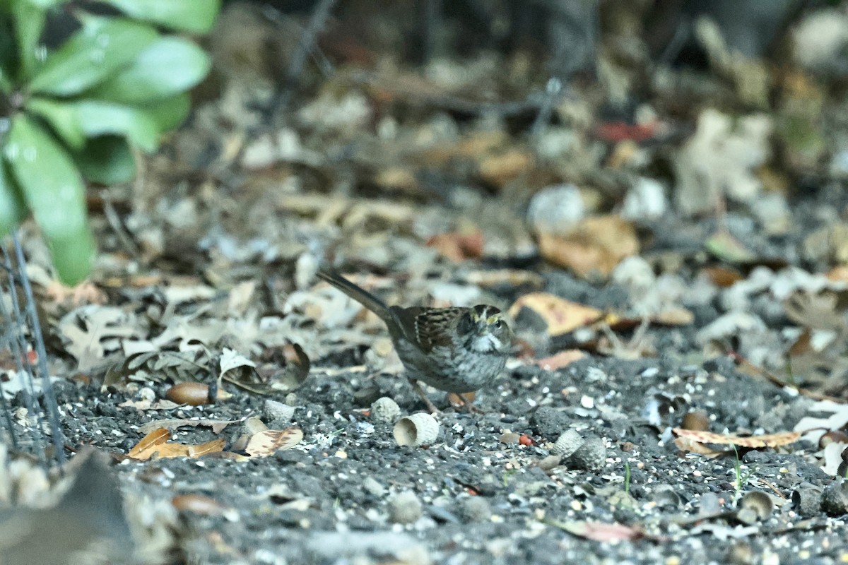 White-throated Sparrow - ML644351474