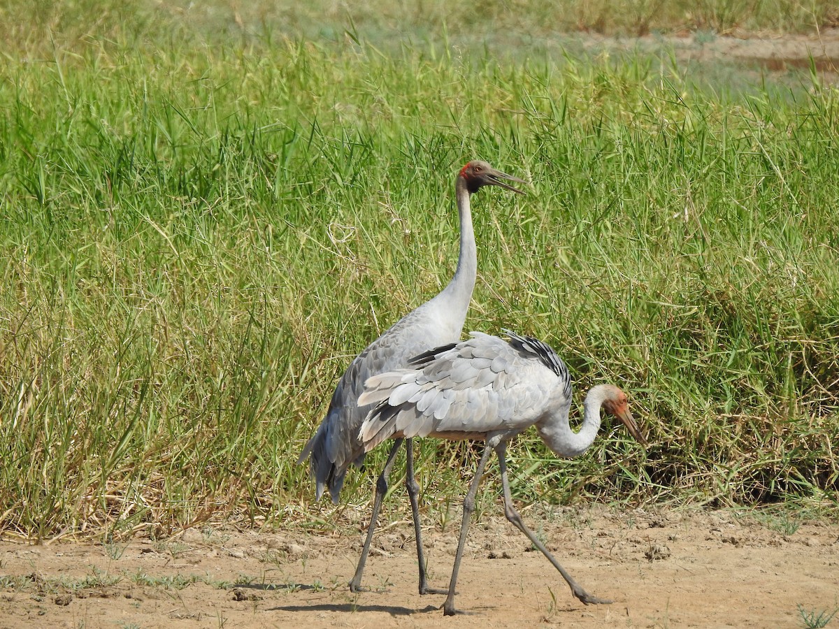 Brolga - ML644351475
