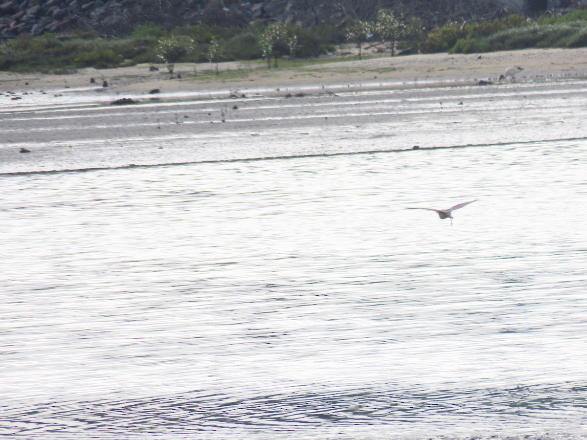 Little Heron - ML644351476