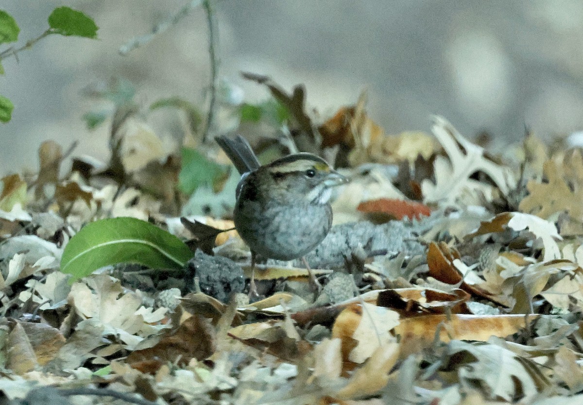 White-throated Sparrow - ML644351477