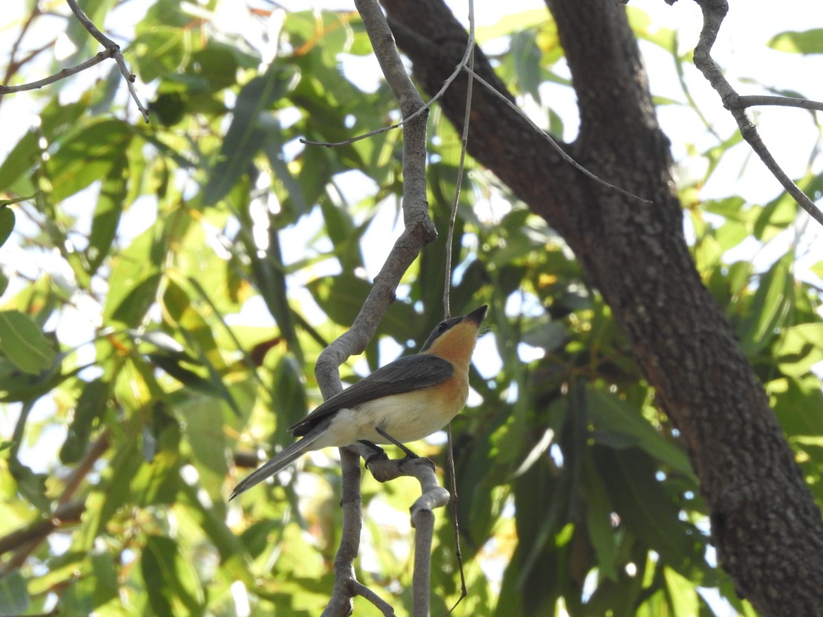 Leaden Flycatcher - ML644351479