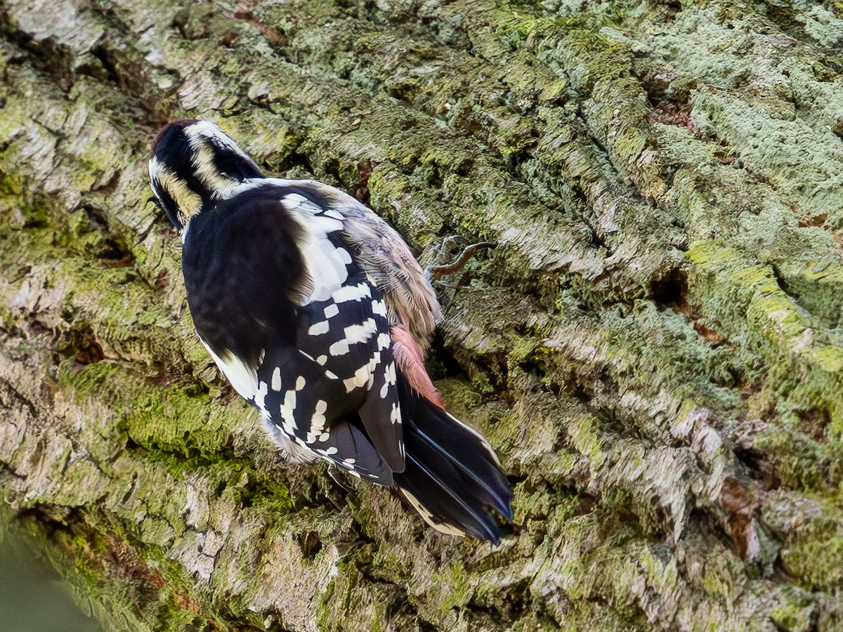 Middle Spotted Woodpecker - ML644351486