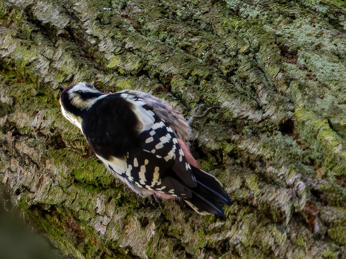 Middle Spotted Woodpecker - ML644351487