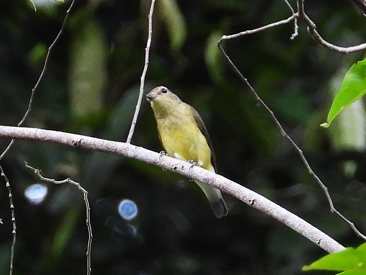 Green-backed Flycatcher - ML644351493