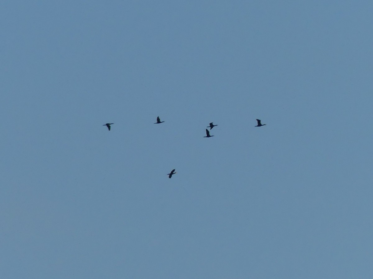 Grand Cormoran - ML644351502