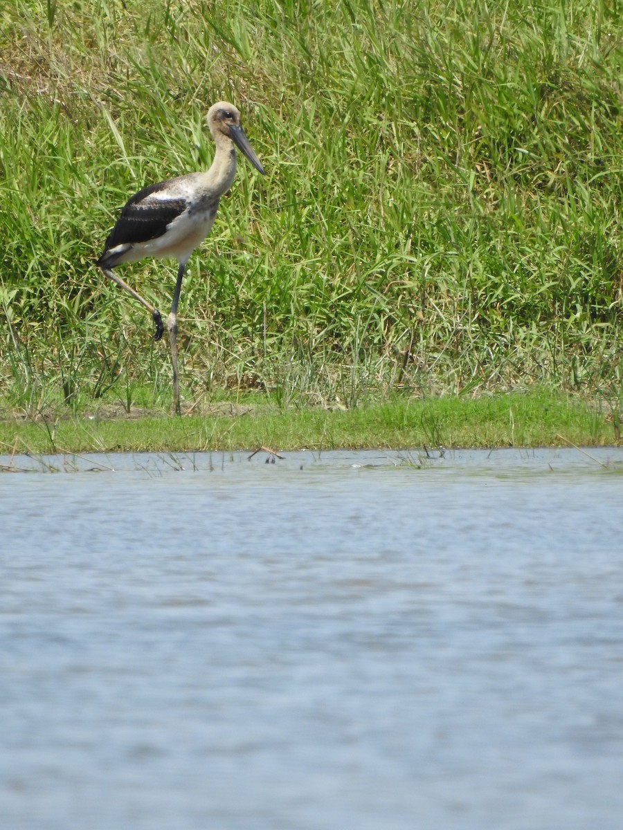 Black-necked Stork - ML644351508