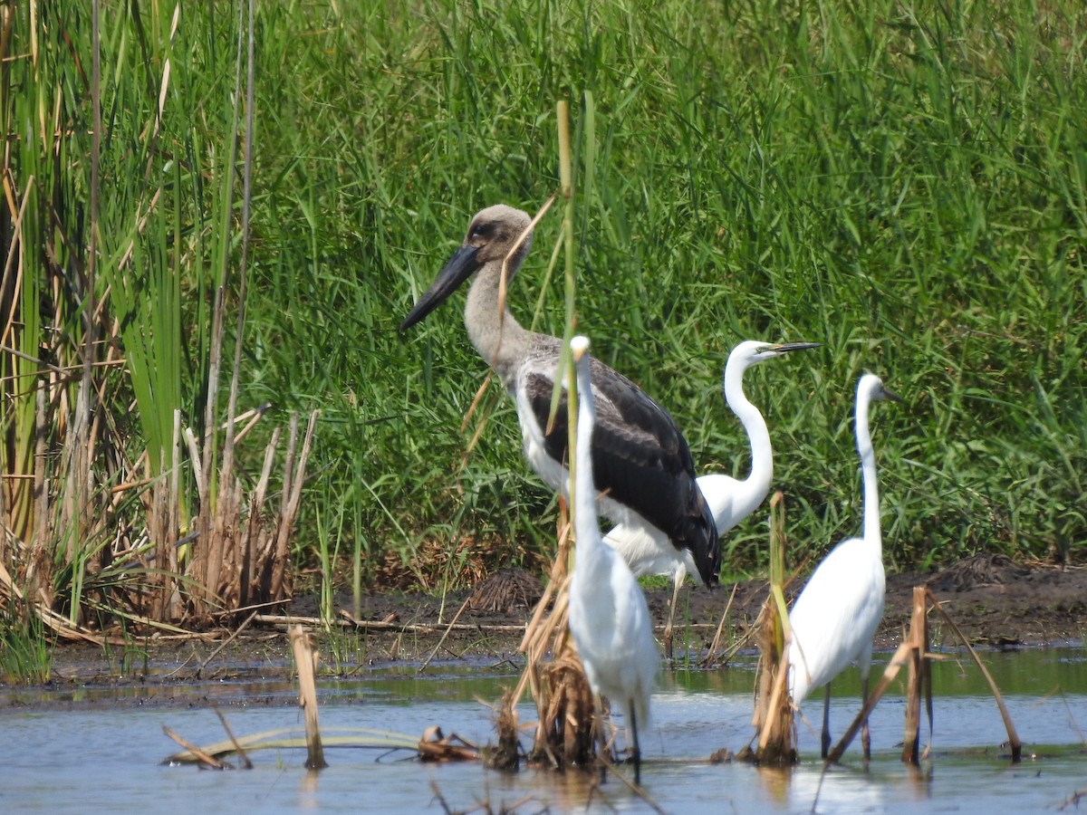 Black-necked Stork - ML644351509