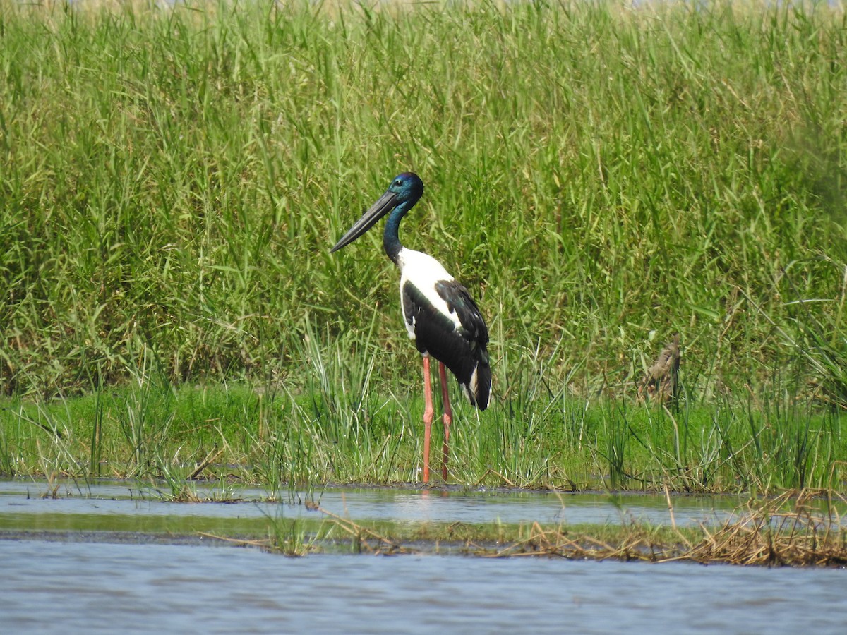 Black-necked Stork - ML644351510