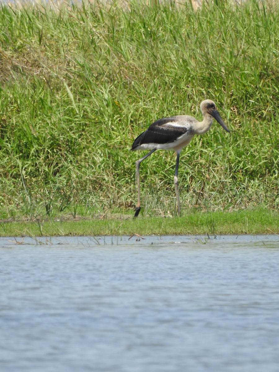 Black-necked Stork - ML644351511