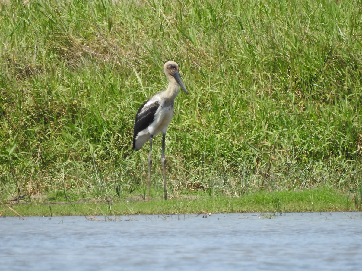 Black-necked Stork - ML644351512