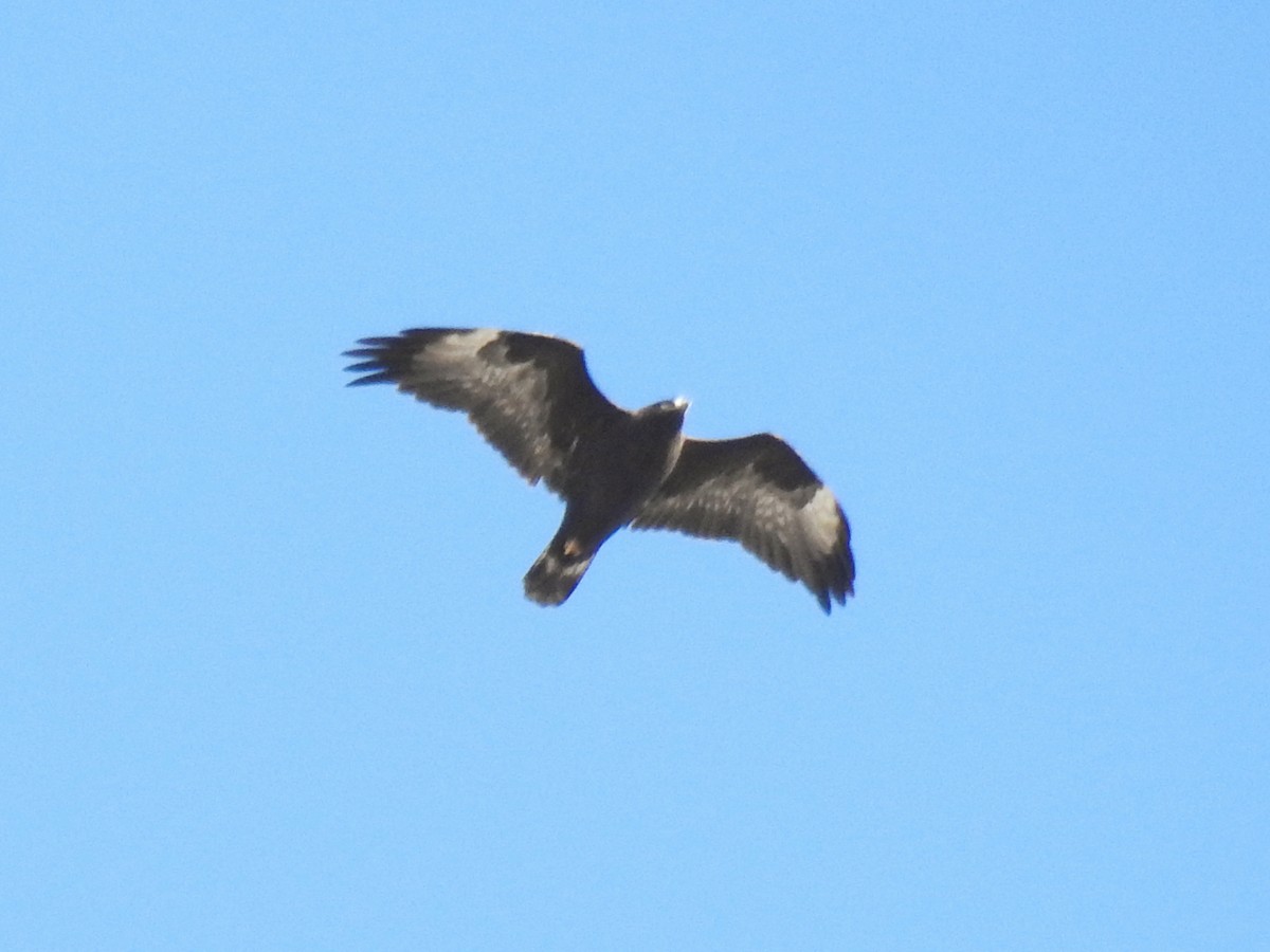 Poiana codabianca - ML644351519