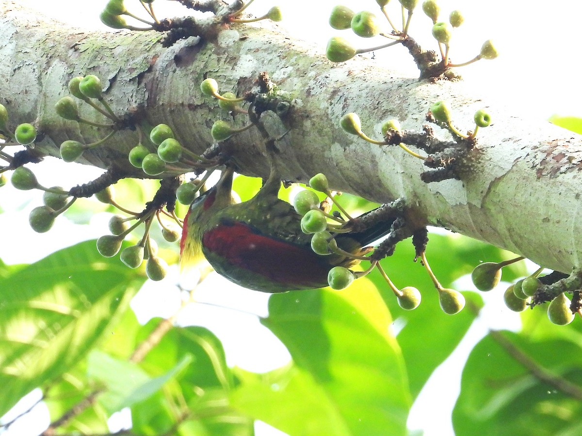 Crimson-winged Woodpecker - ML644351527